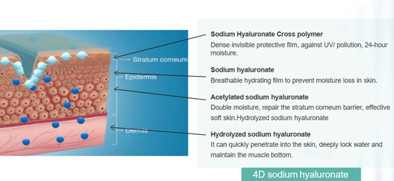 4D الصوديوم هيالورونات (HA)